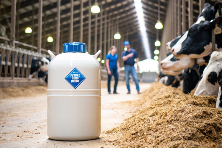 Semen tank in feed alley