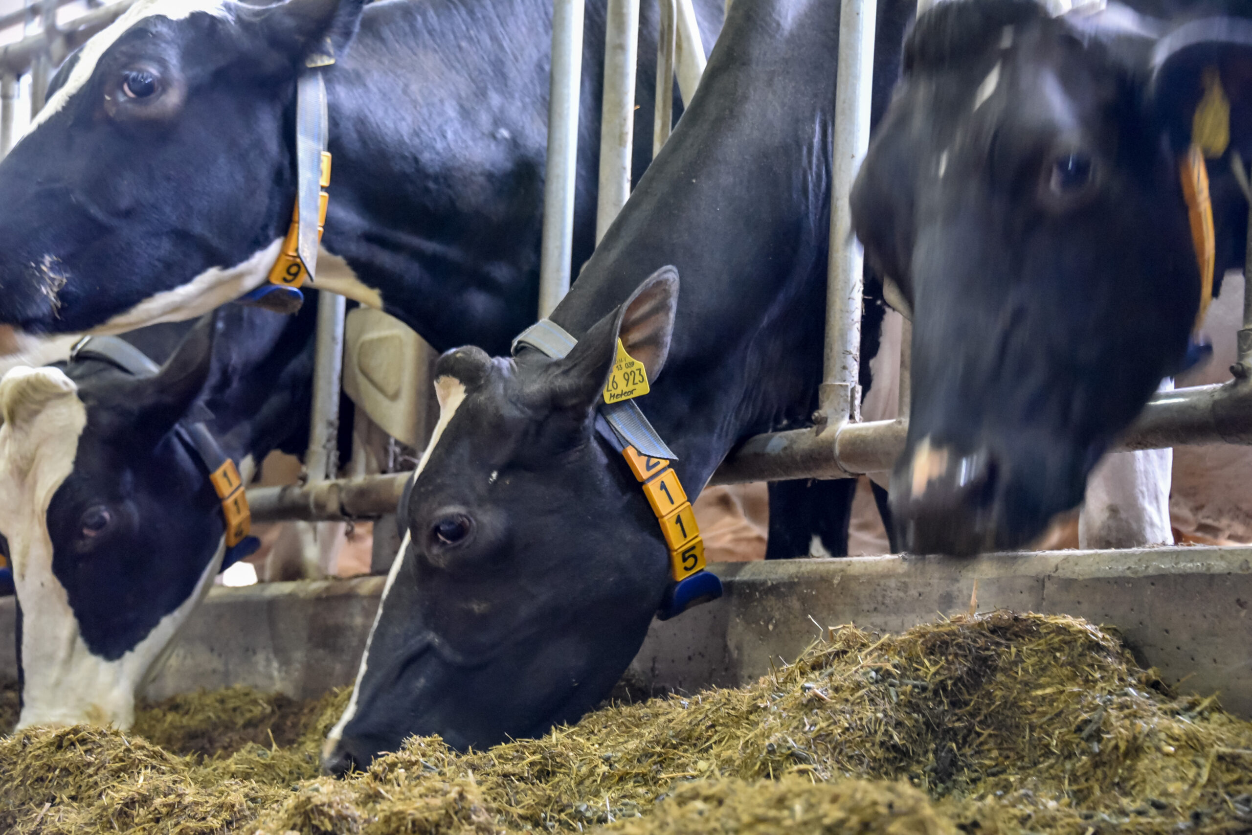 Cows at the feed bunk wearing alta cow watch collars